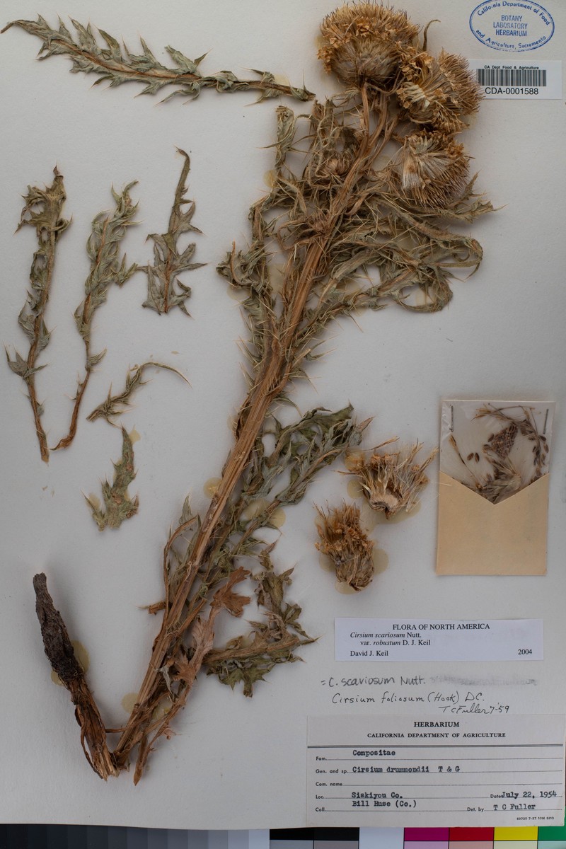 Cirsium scariosum var. robustum photo 8