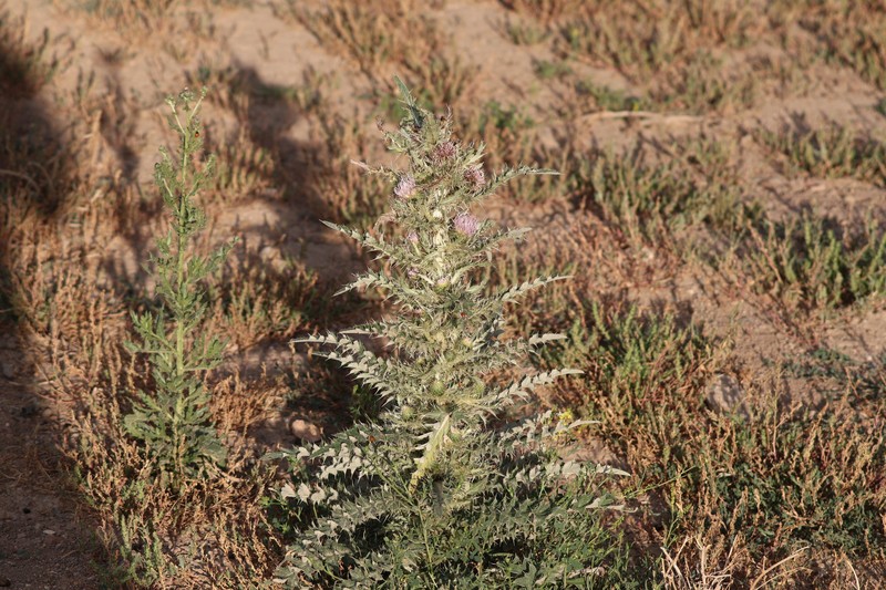 Cirsium scariosum var. scariosum