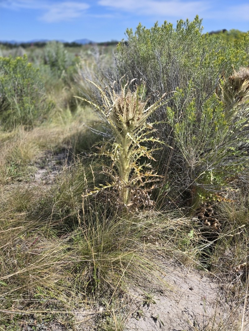 Cirsium scariosum var. scariosum photo 2
