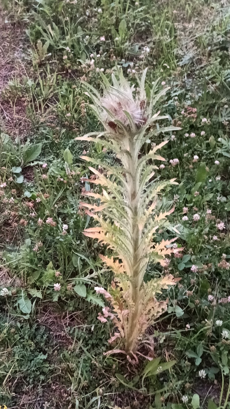 Cirsium scariosum var. scariosum photo 3