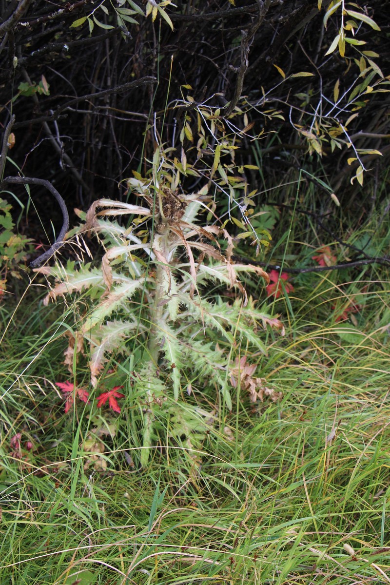 Cirsium scariosum var. scariosum photo 4