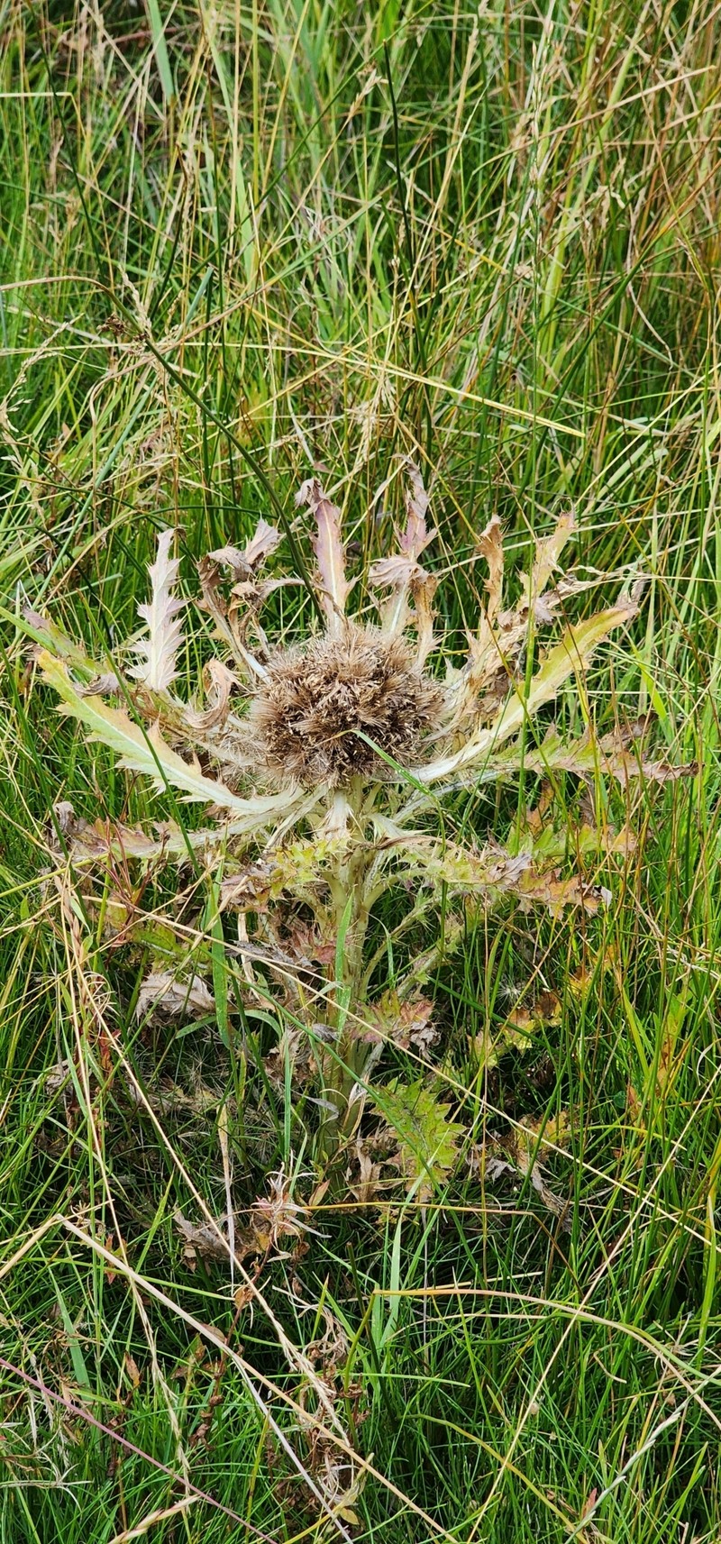 Cirsium scariosum var. scariosum photo 5
