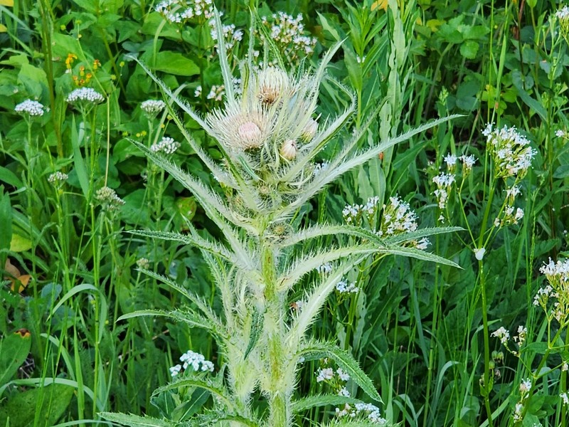 Cirsium scariosum var. scariosum photo 6