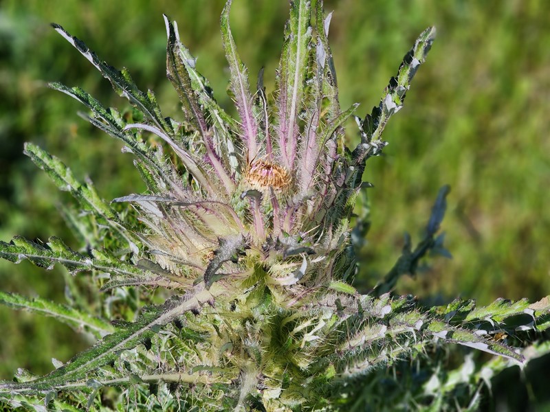 Cirsium scariosum var. scariosum photo 7