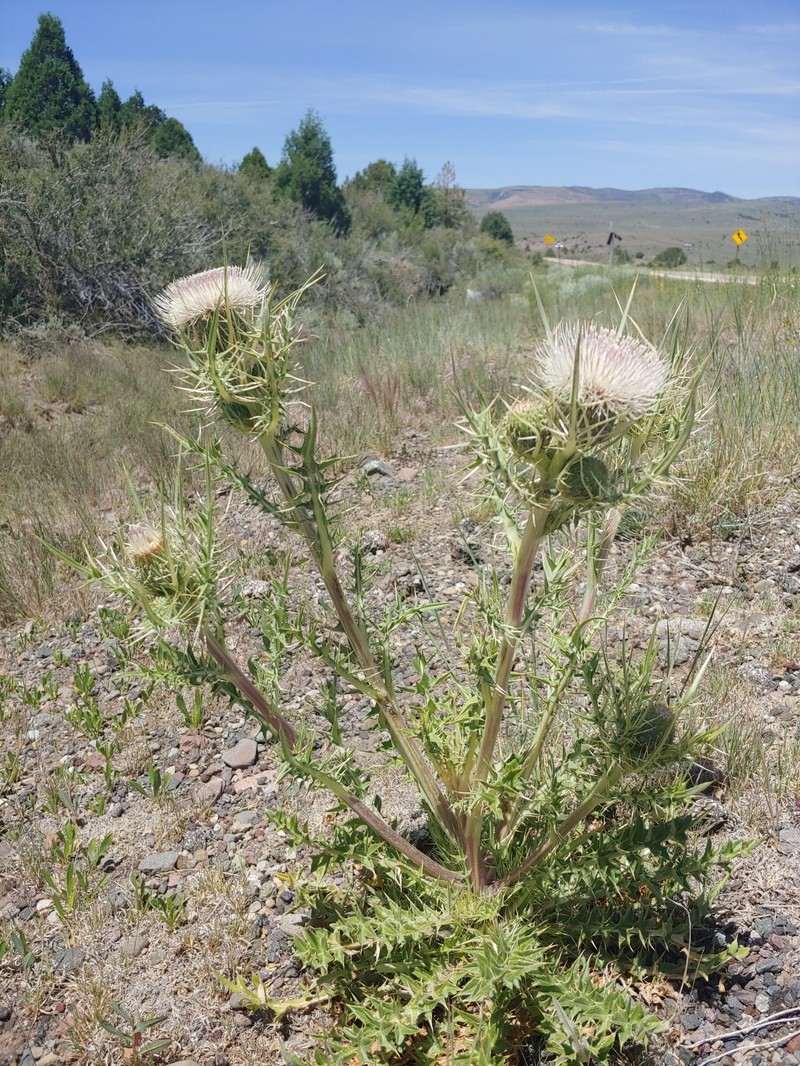 Cirsium scariosum var. thorneae