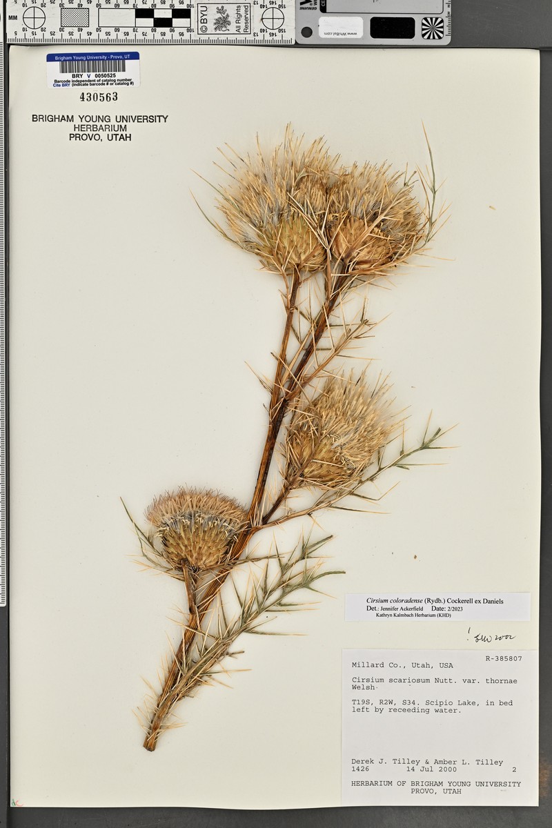 Cirsium scariosum var. thorneae photo 2