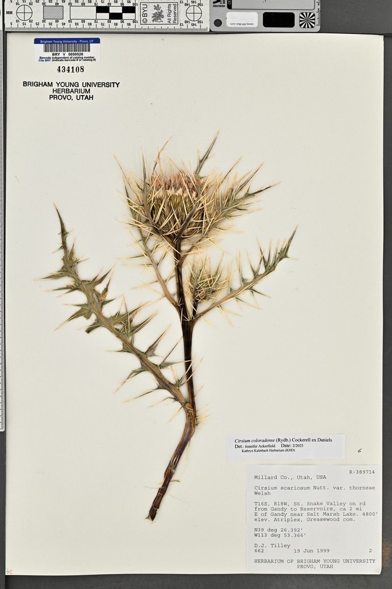 Cirsium scariosum var. thorneae photo 3