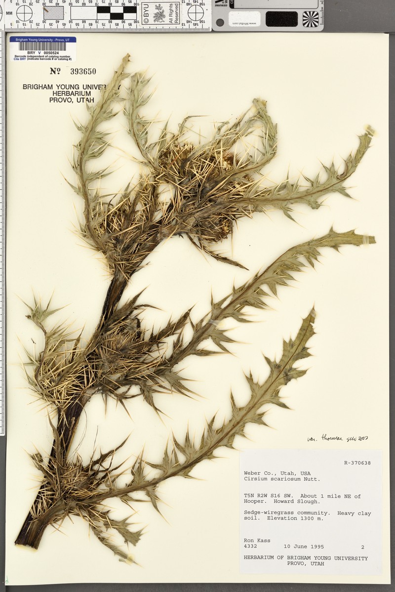 Cirsium scariosum var. thorneae photo 4