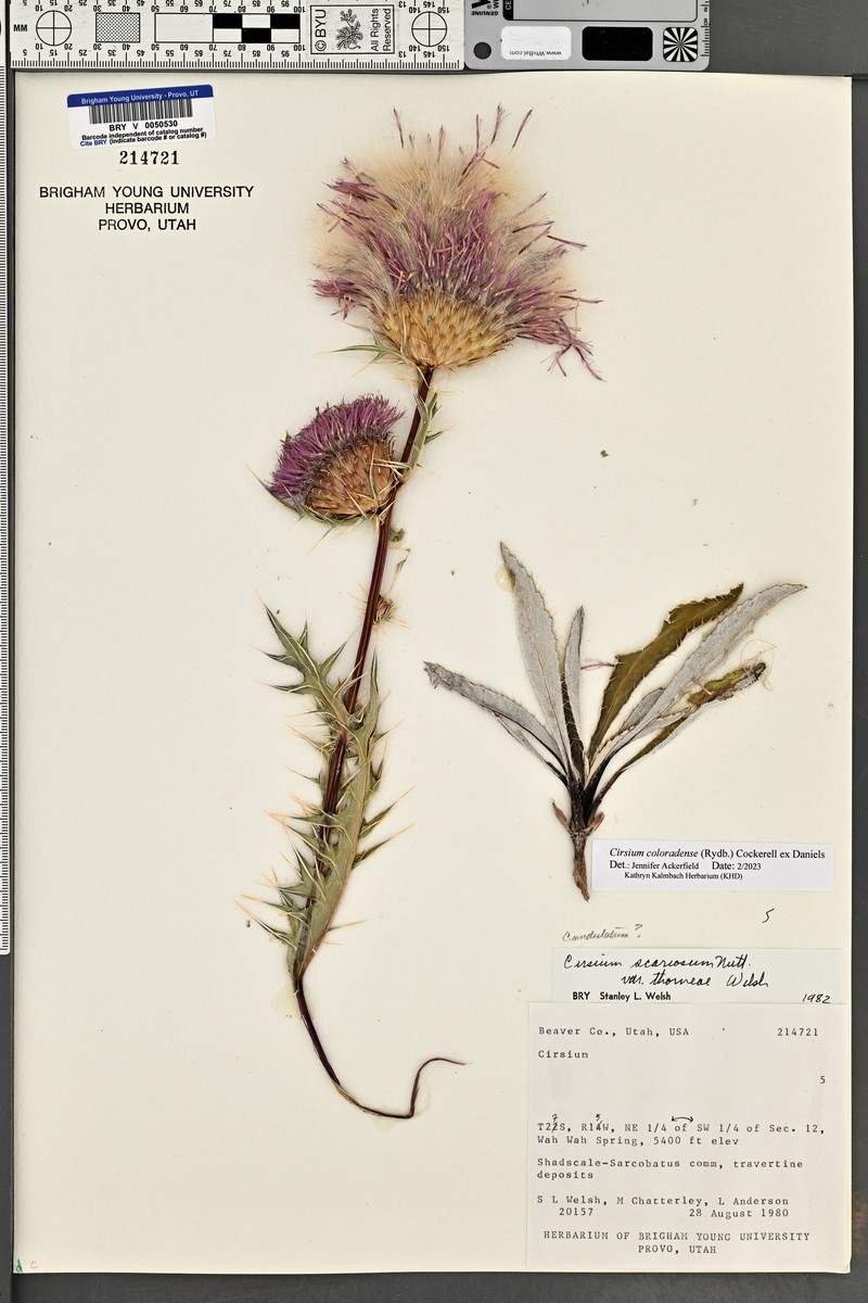 Cirsium scariosum var. thorneae photo 5