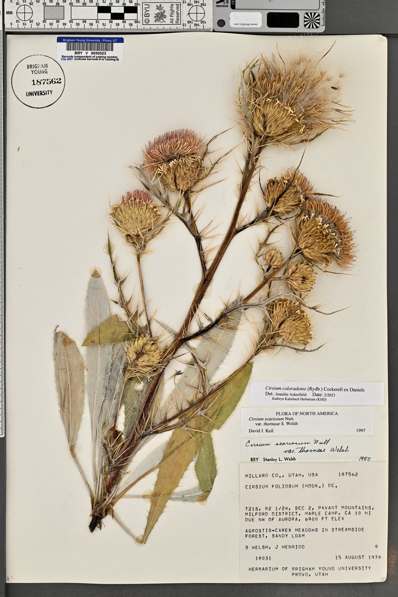 Cirsium scariosum var. thorneae photo 6