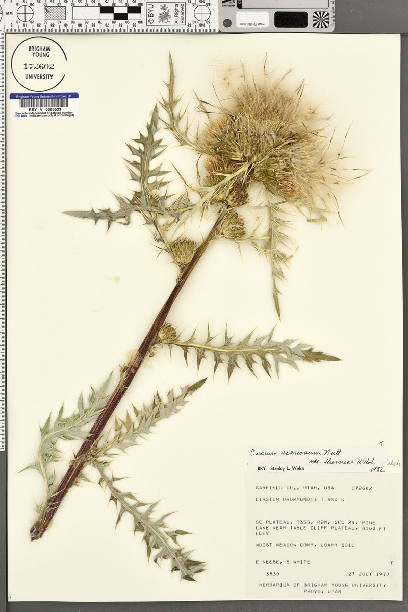 Cirsium scariosum var. thorneae photo 7