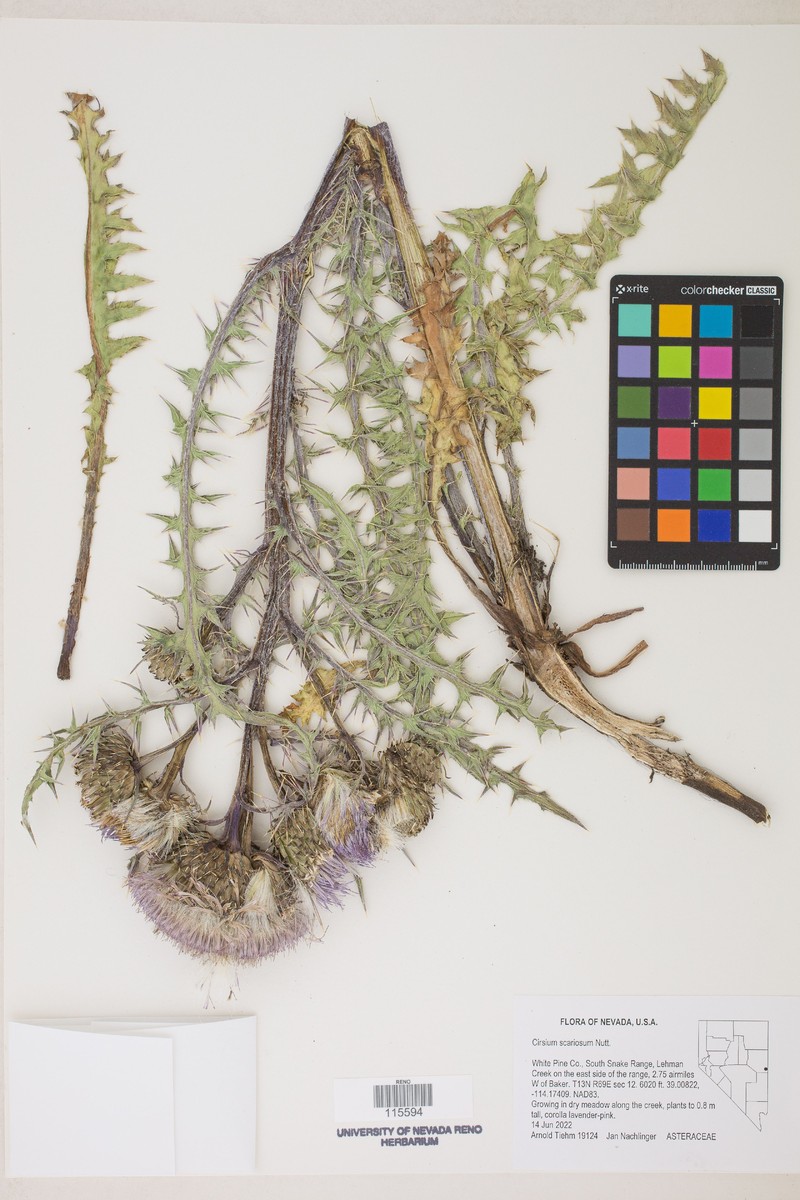 Cirsium scariosum var. toiyabense