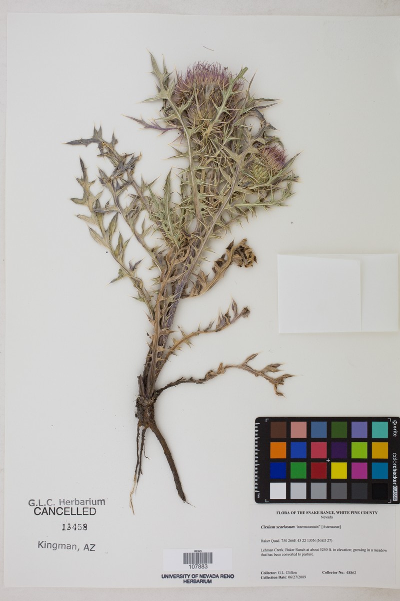 Cirsium scariosum var. toiyabense photo 3