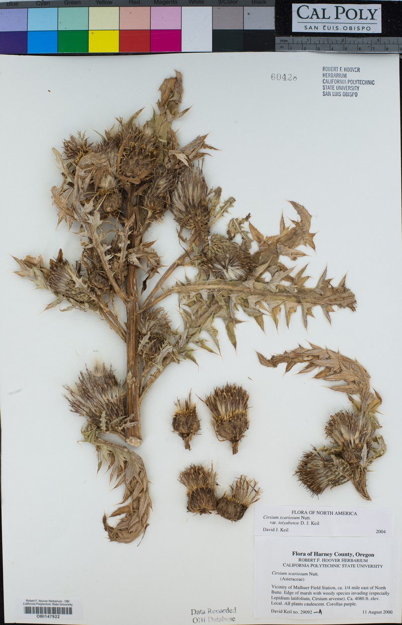 Cirsium scariosum var. toiyabense photo 4