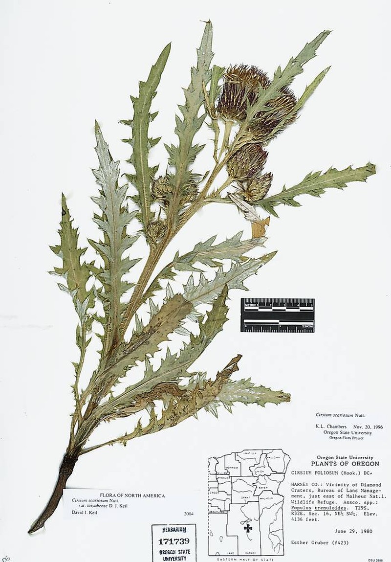 Cirsium scariosum var. toiyabense