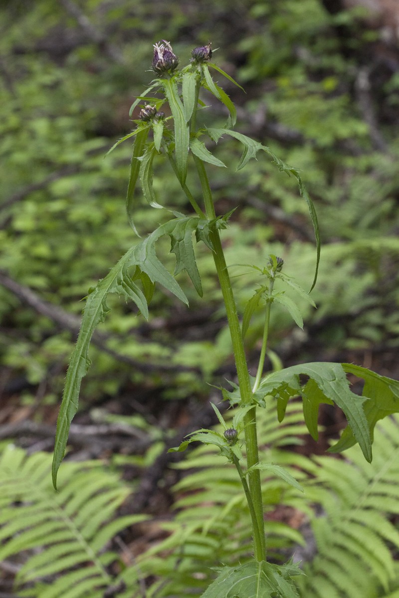 Cirsium schantarense photo 2