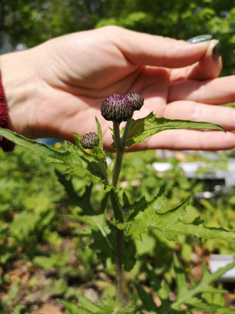 Cirsium schantarense photo 3