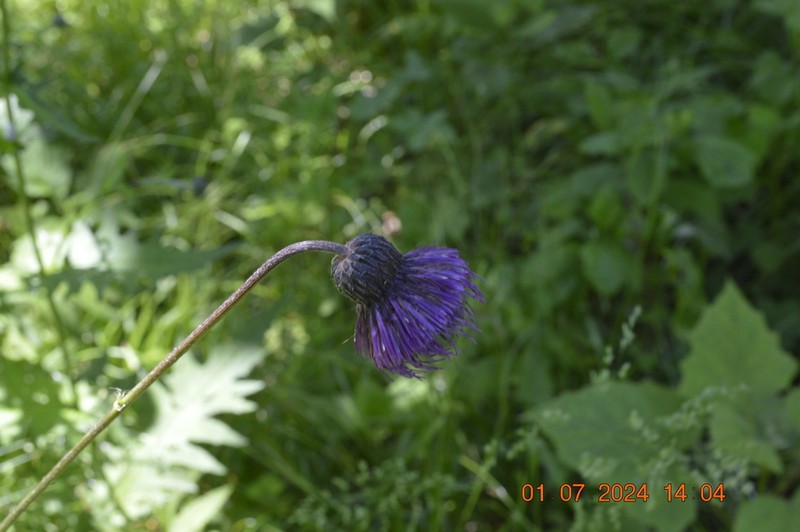 Cirsium schantarense photo 4