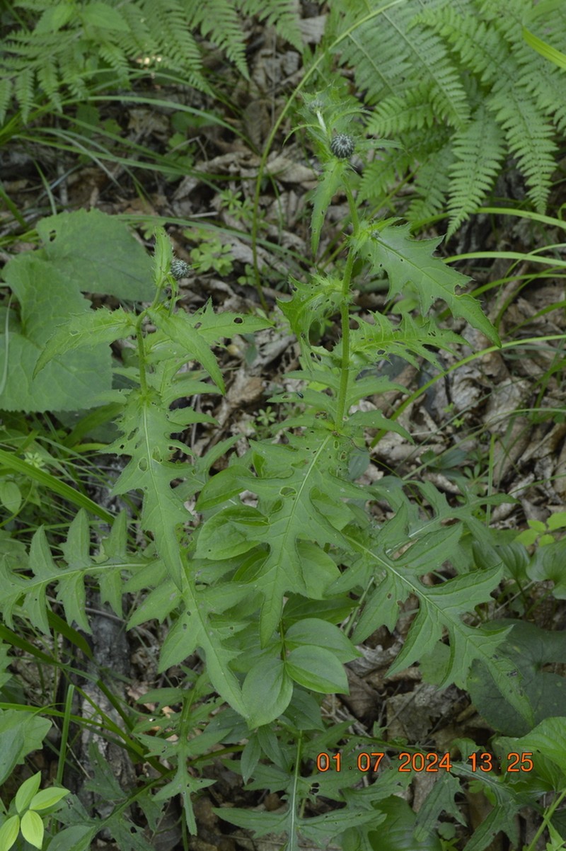 Cirsium schantarense photo 5