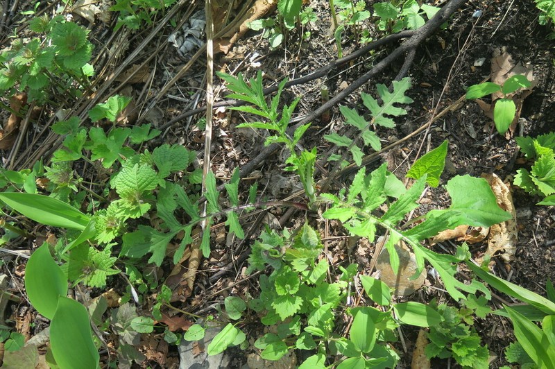Cirsium schantarense photo 6