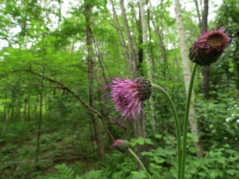 Cirsium schantarense photo 7