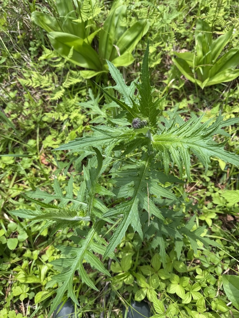 Cirsium schantarense photo 8