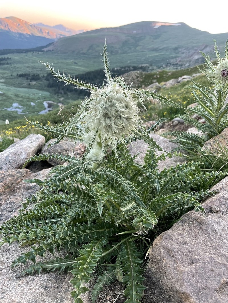 Mountain Thistle