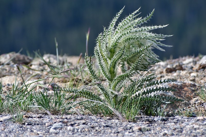 Mountain Thistle photo 2