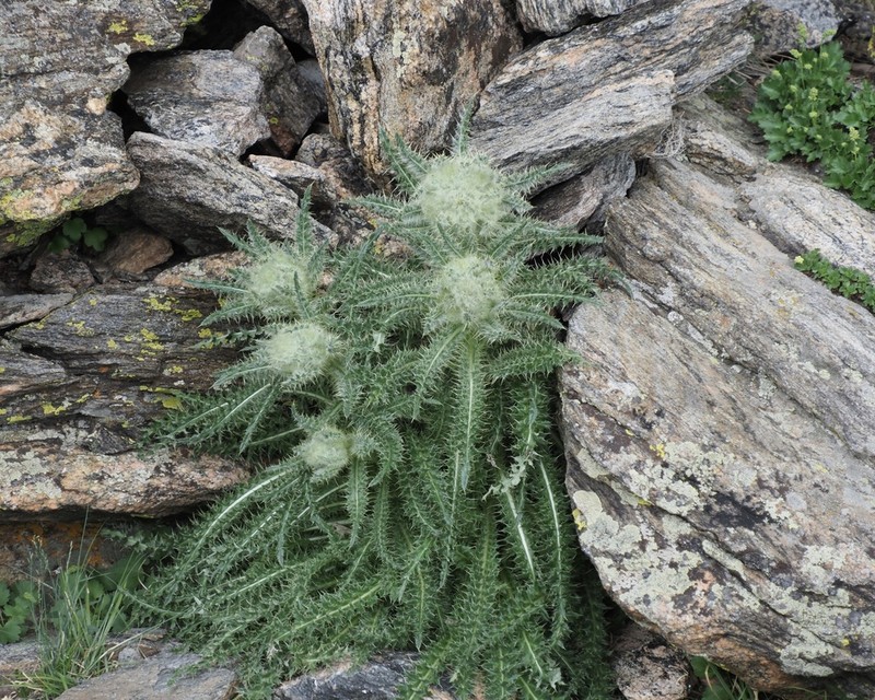 Mountain Thistle photo 3