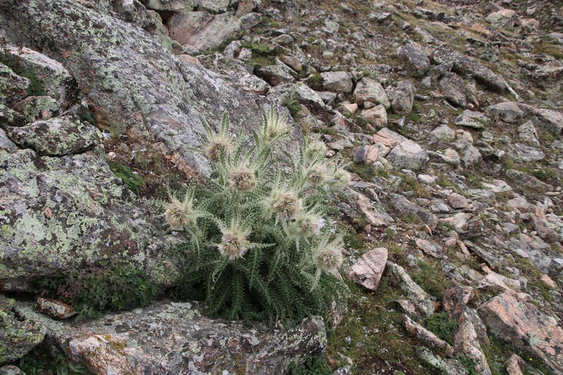 Mountain Thistle photo 4