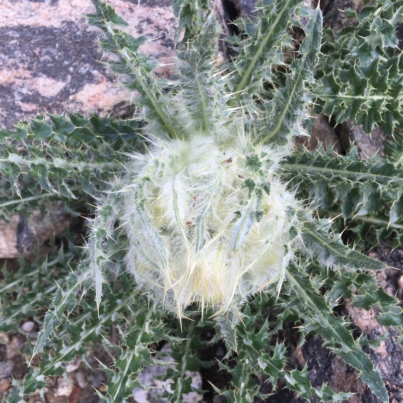 Mountain Thistle photo 5