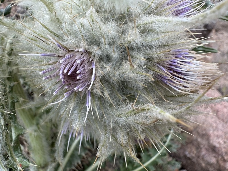 Mountain Thistle photo 6