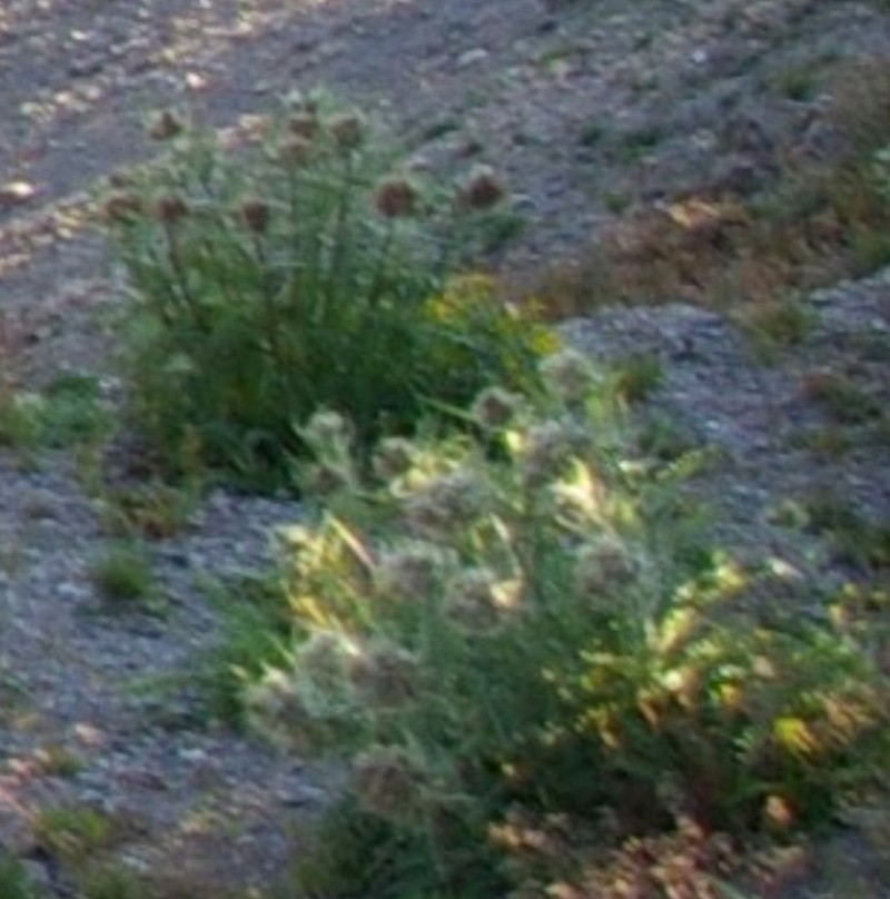 Mountain Thistle photo 7