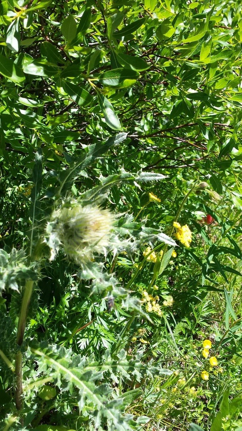 Mountain Thistle photo 8