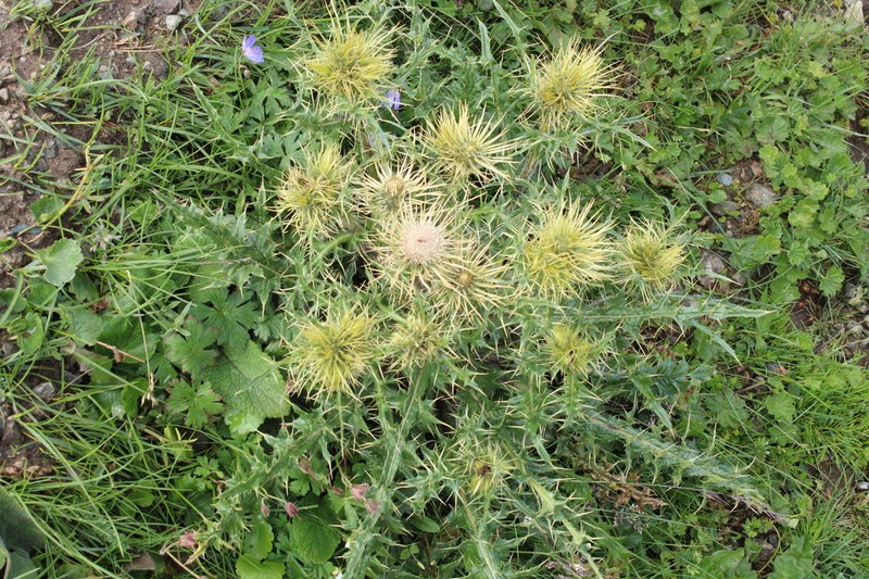 Cirsium semenowii