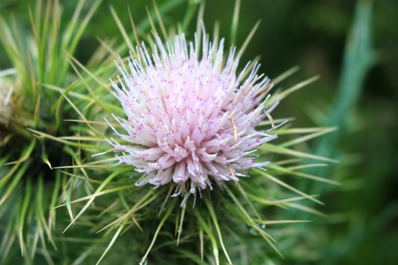Cirsium semenowii photo 2