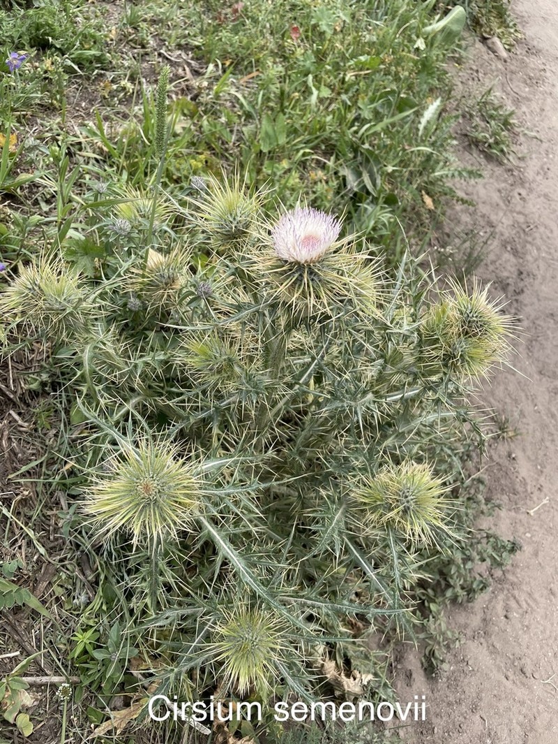 Cirsium semenowii photo 3