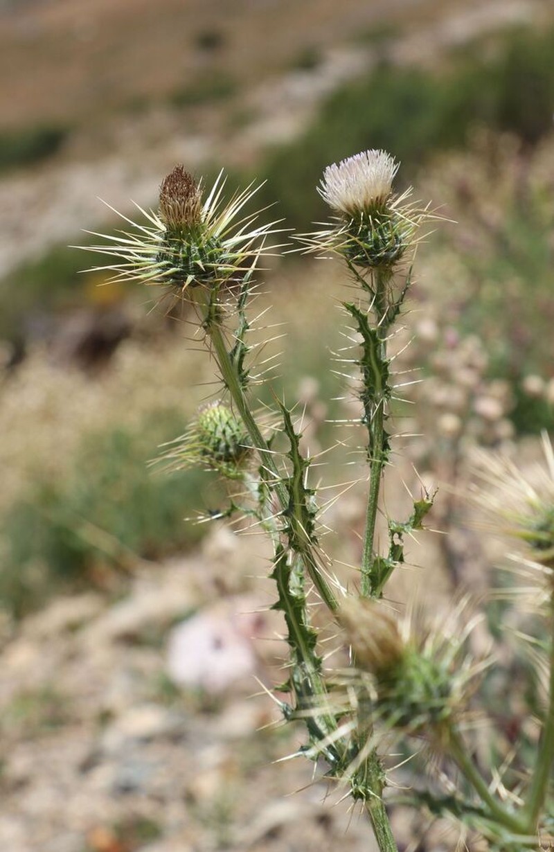 Cirsium semenowii photo 4