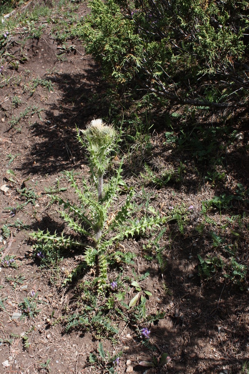 Cirsium semenowii photo 5