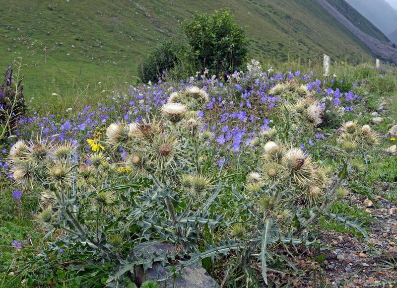 Cirsium semenowii photo 6