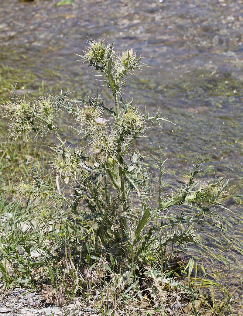 Cirsium semenowii photo 7