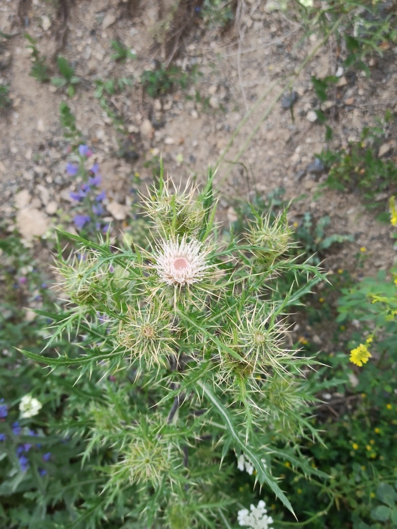 Cirsium semenowii photo 8