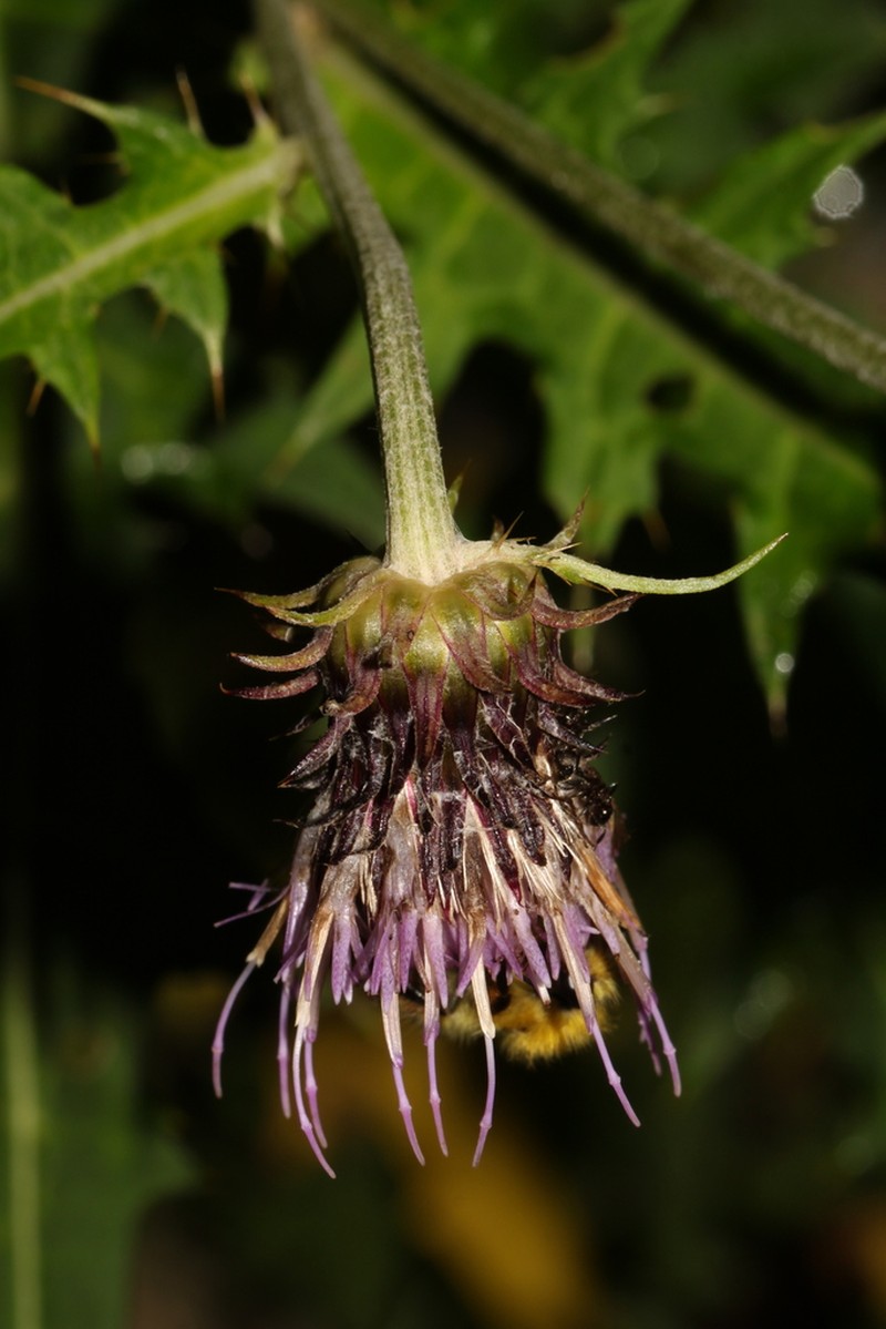 Cirsium senjoense