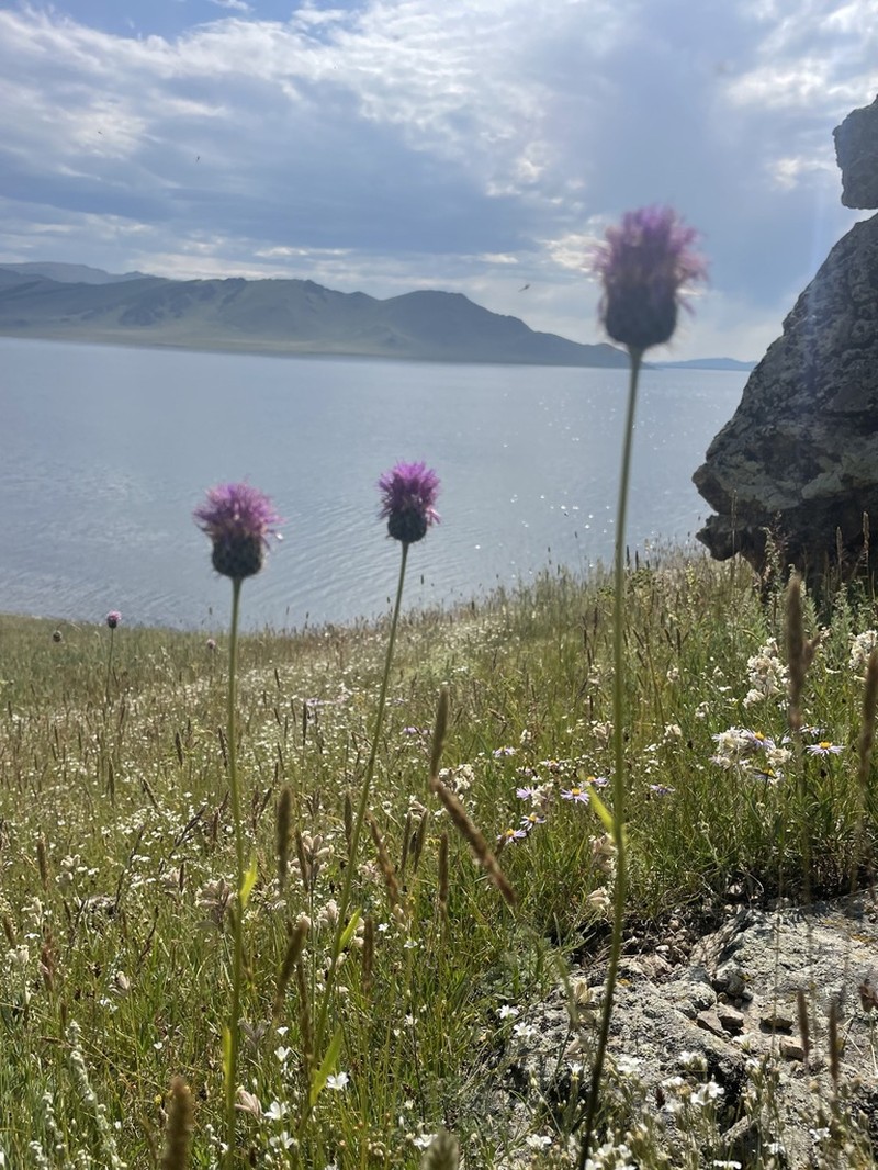 Cirsium serratuloides