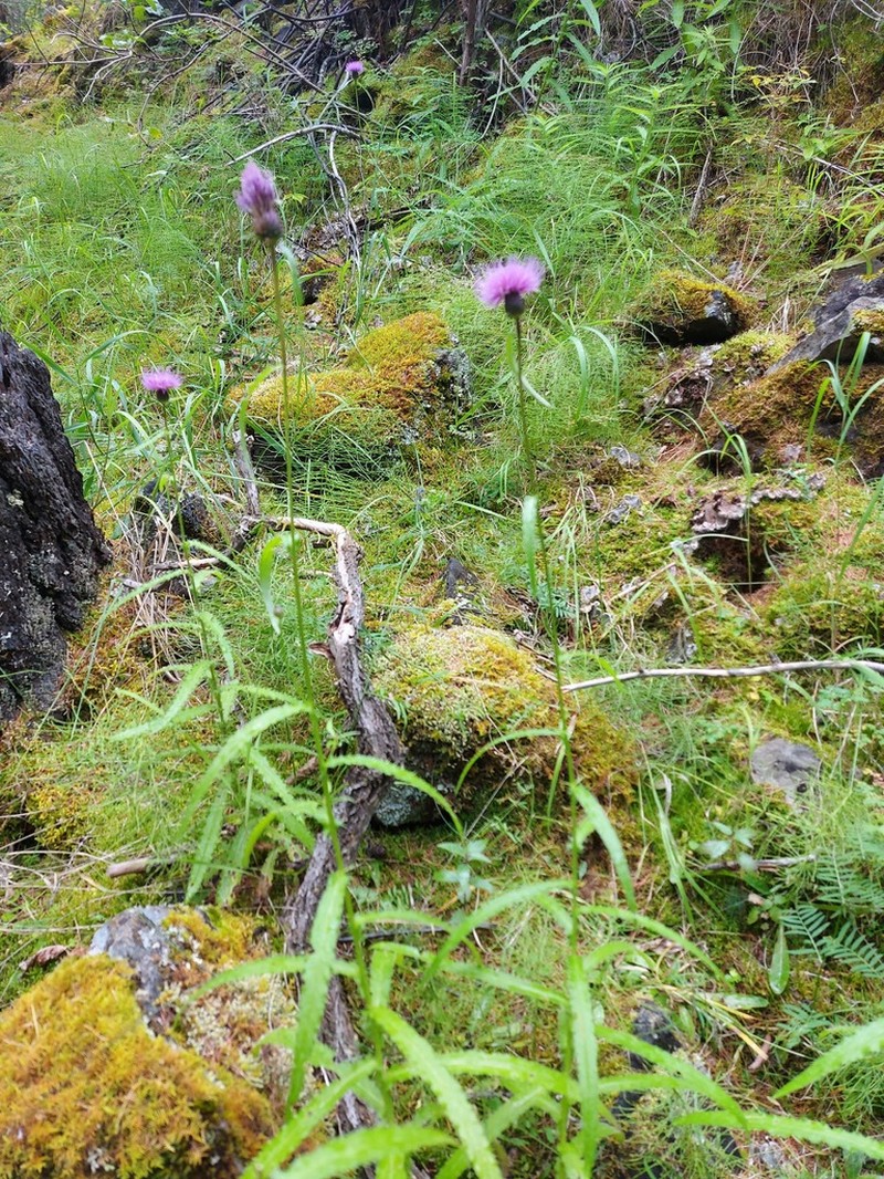 Cirsium serratuloides photo 2