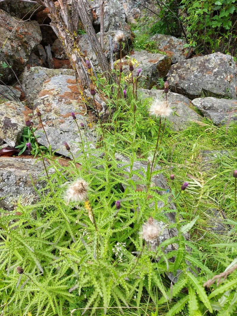 Cirsium serratuloides photo 3
