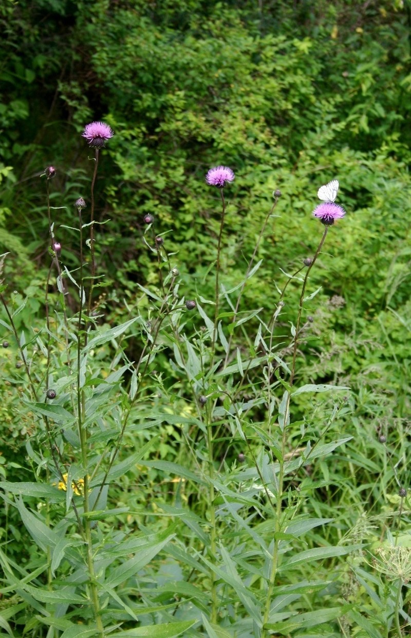 Cirsium serratuloides photo 4