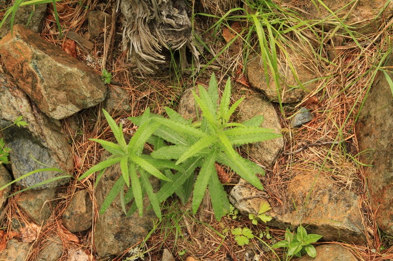 Cirsium serratuloides photo 5