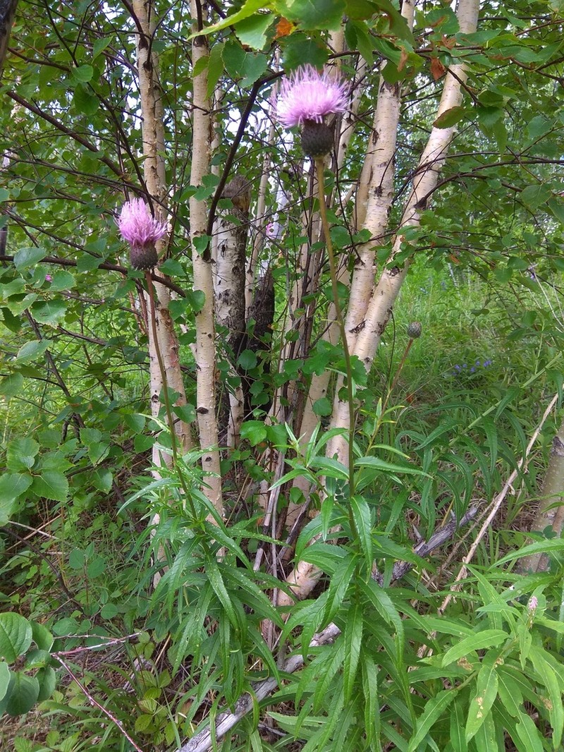 Cirsium serratuloides photo 6