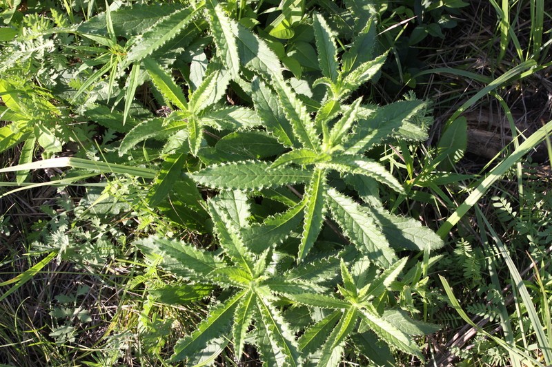 Cirsium serratuloides photo 7